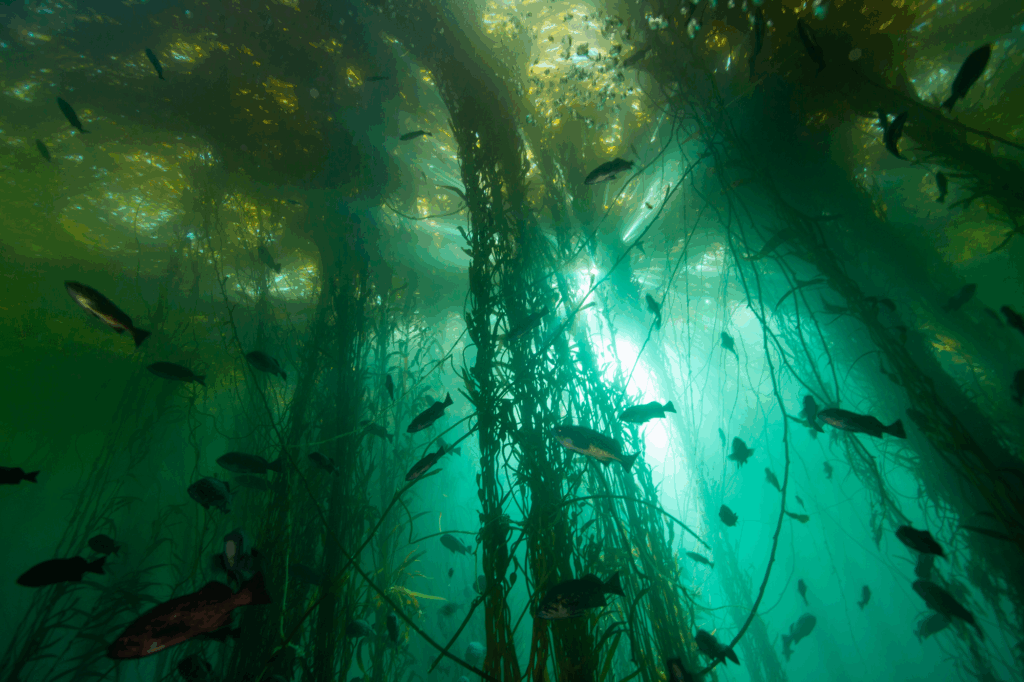 Lesson 1: How Did the First Americans Arrive? 🧭 Pacific Coast Kelp Forest Ecosystem
Source: NOAA Fisheries – Kelp Forest Habitat
URL: https://www.fisheries.noaa.gov