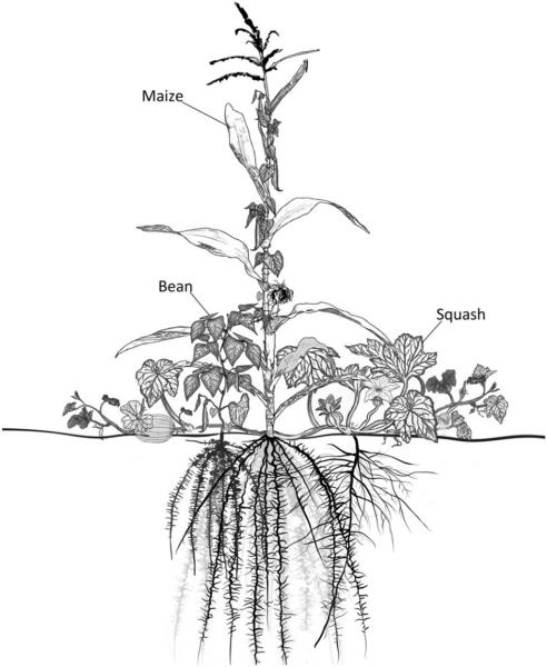 Lesson 3: The Development of Agriculture in the Americas 🌱🌽 image